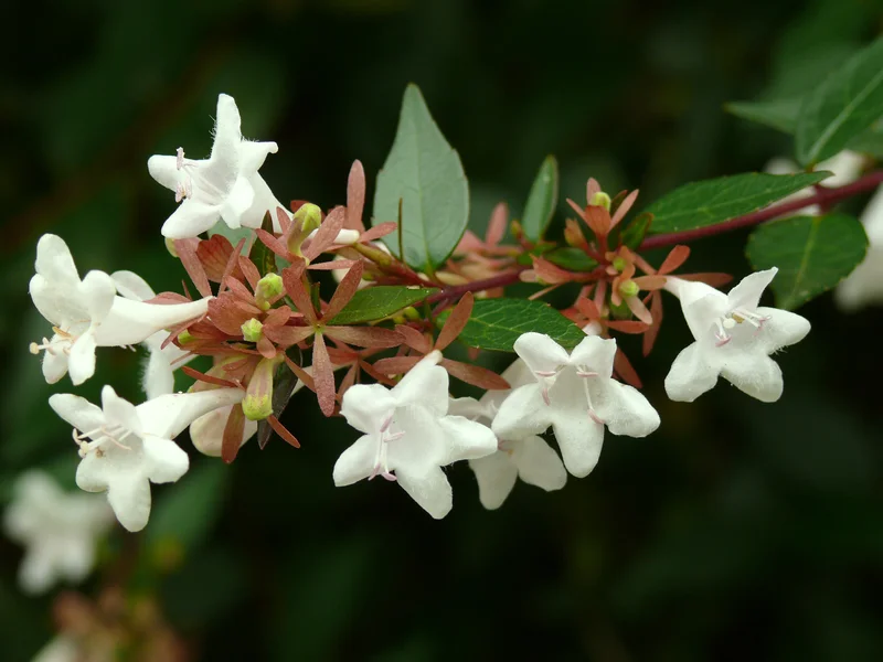 Glossy Abelia (Abelia x grandiflora) growing in a UK garden