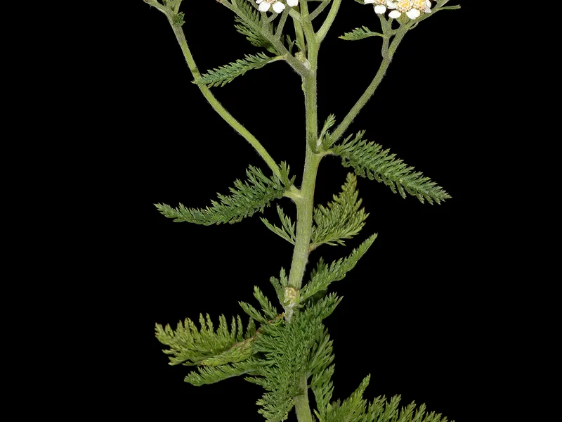 Yarrow (Achillea millefolium) growing in a UK garden