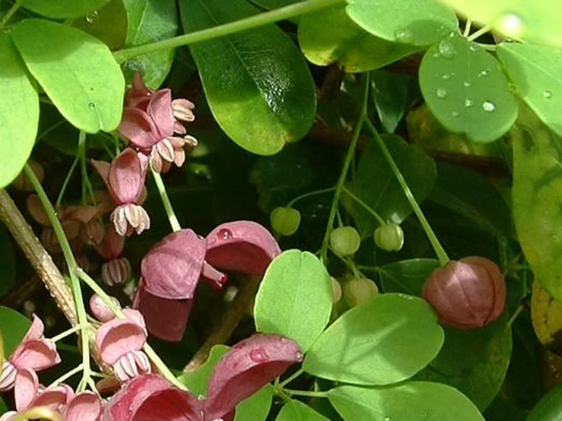Chocolate Vine (Akebia quinata) growing in a UK garden