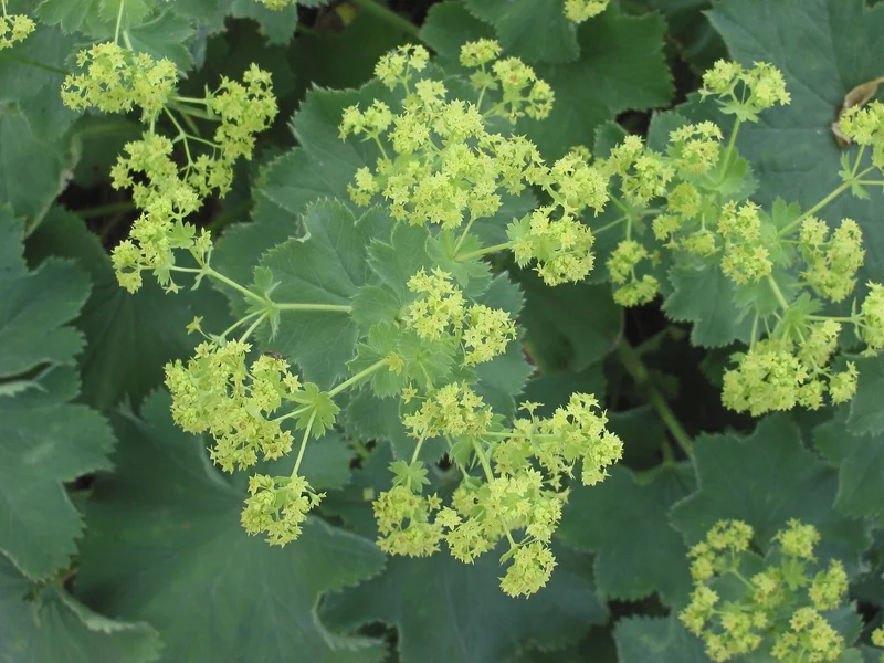 Lady's Mantle (Alchemilla mollis) growing in a UK garden