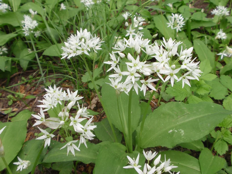 Allium 'Globemaster' (Allium 'Globemaster') growing in a UK garden