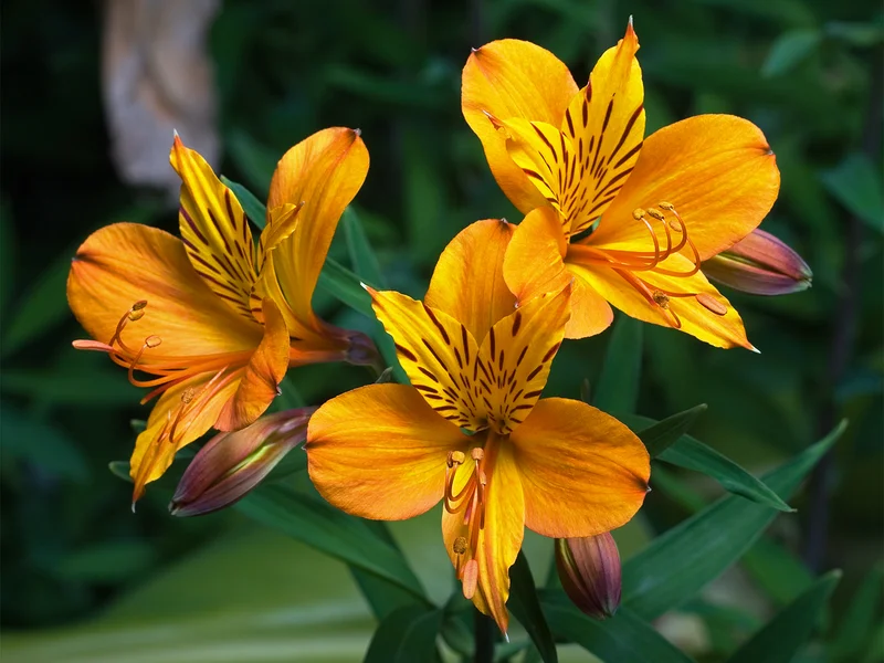 Peruvian Lily (Alstroemeria) growing in a UK garden