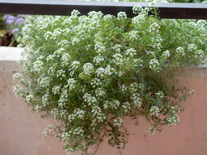 Sweet Alyssum (Lobularia maritima) growing in a UK garden