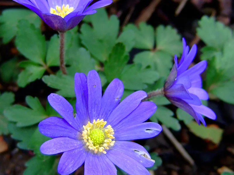 Wood Anemone (Anemone blanda) growing in a UK garden