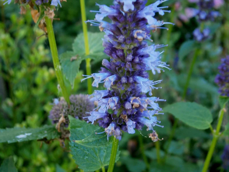 Anise Hyssop (Agastache foeniculum) growing in a UK garden