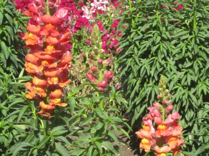 Snapdragon (Antirrhinum majus) growing in a UK garden
