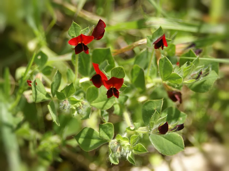 Asparagus Pea (Lotus tetragonolobus) growing in a UK garden