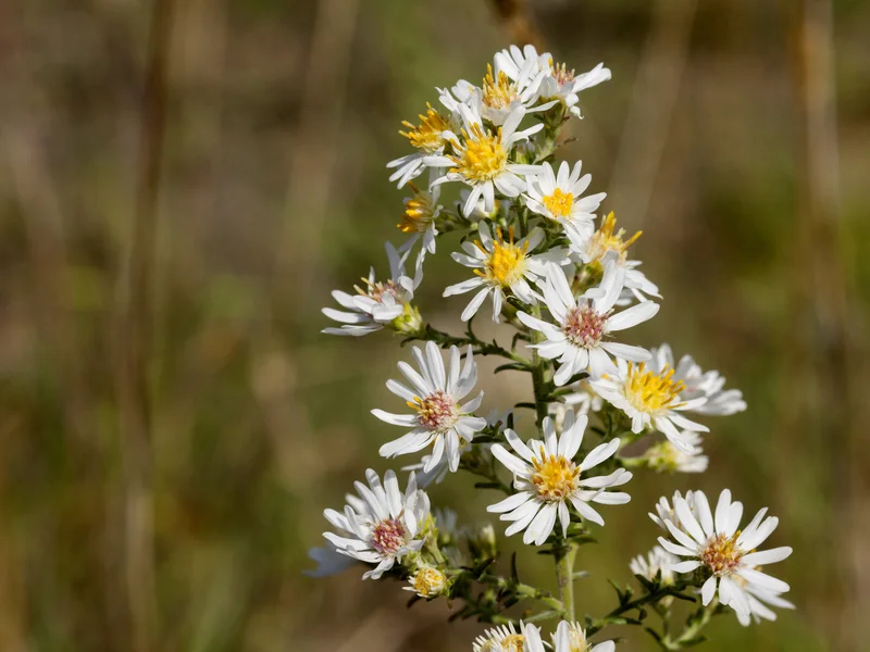 Michaelmas Daisy (Symphyotrichum) growing in a UK garden