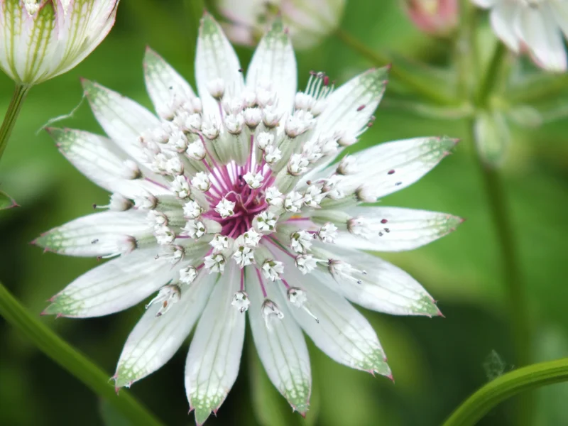 Astrantia (Astrantia major) growing in a UK garden