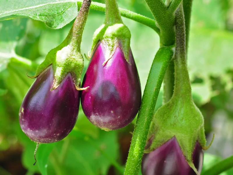Aubergine (Solanum melongena) growing in a UK garden