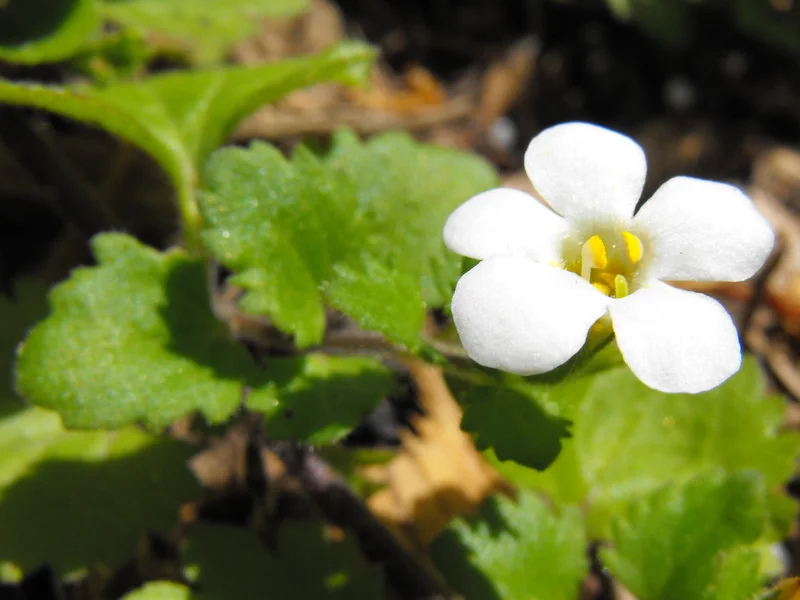 Bacopa (Sutera cordata) growing in a UK garden
