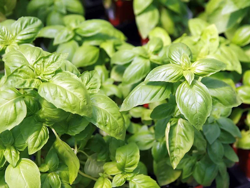 Basil (Ocimum basilicum) growing in a UK garden