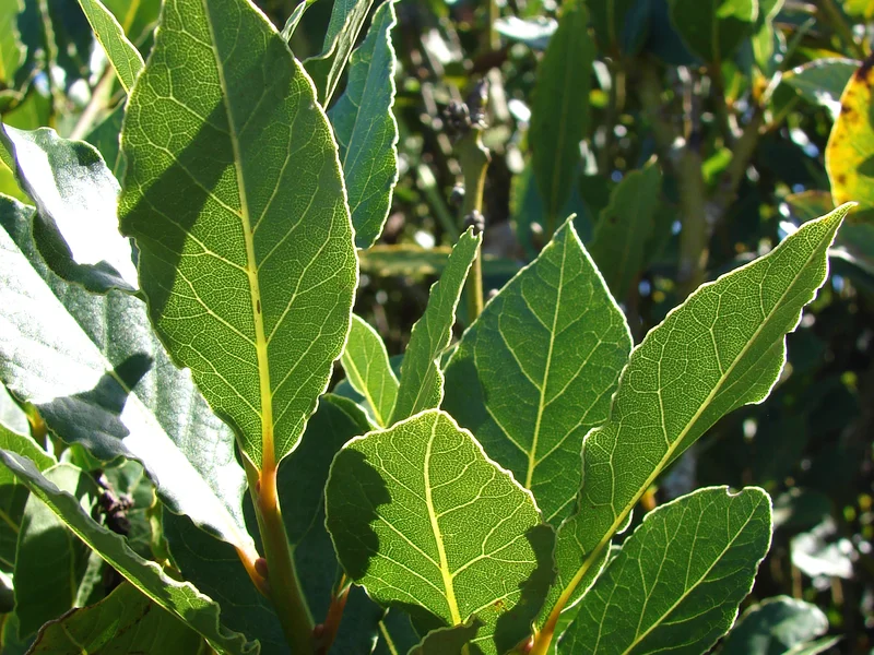 Bay (Laurus nobilis) growing in a UK garden