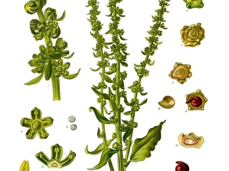 Beetroot (Beta vulgaris) growing in a UK garden