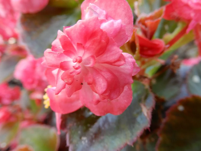 Bedding Begonia growing in a UK garden