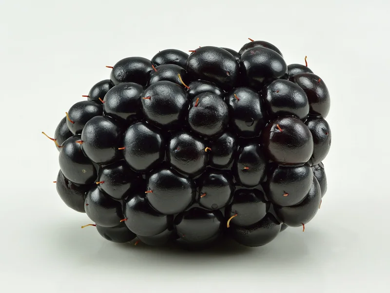 Blackberry (Rubus fruticosus) growing in a UK garden