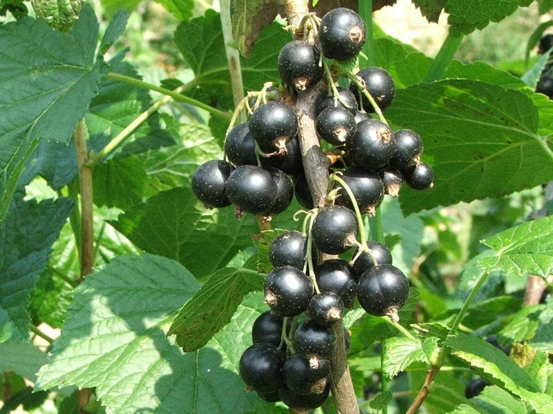 Blackcurrant (Ribes nigrum) growing in a UK garden