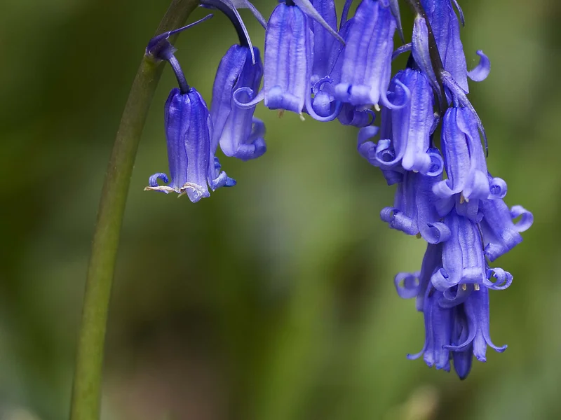 English Bluebell (Hyacinthoides non-scripta) growing in a UK garden