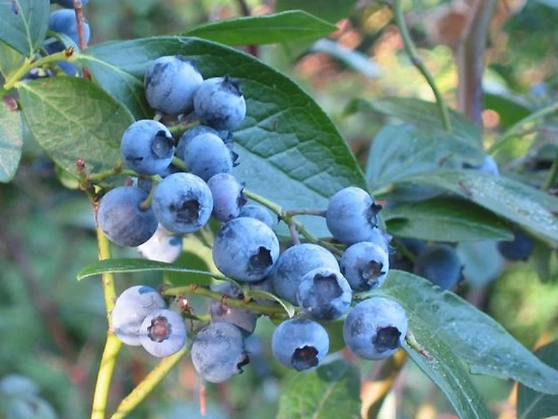 Blueberry (Vaccinium corymbosum) growing in a UK garden