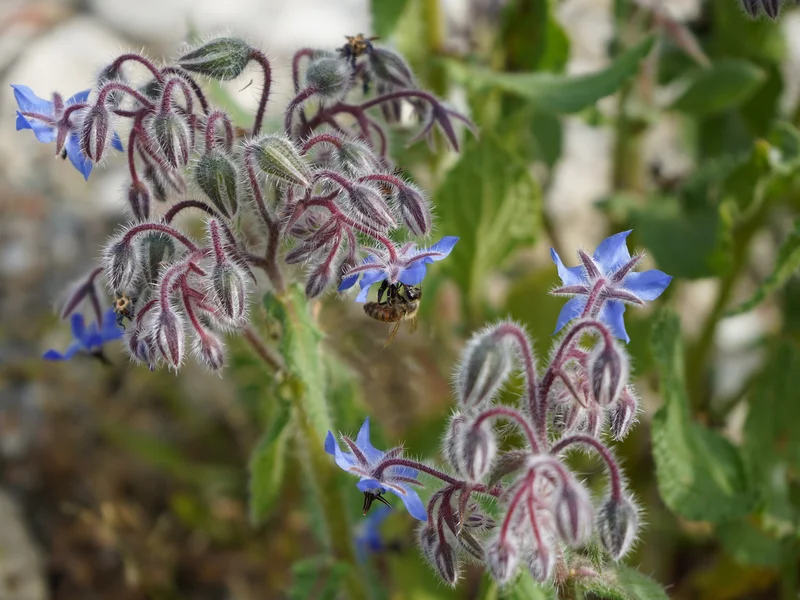 Borage (Borago officinalis) growing in a UK garden