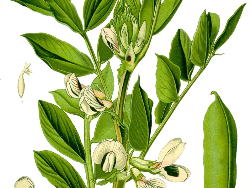 Broad Bean growing in a UK garden