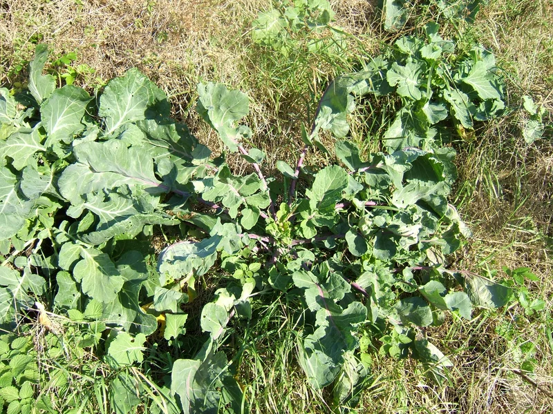 Broccoli (Brassica oleracea) growing in a UK garden
