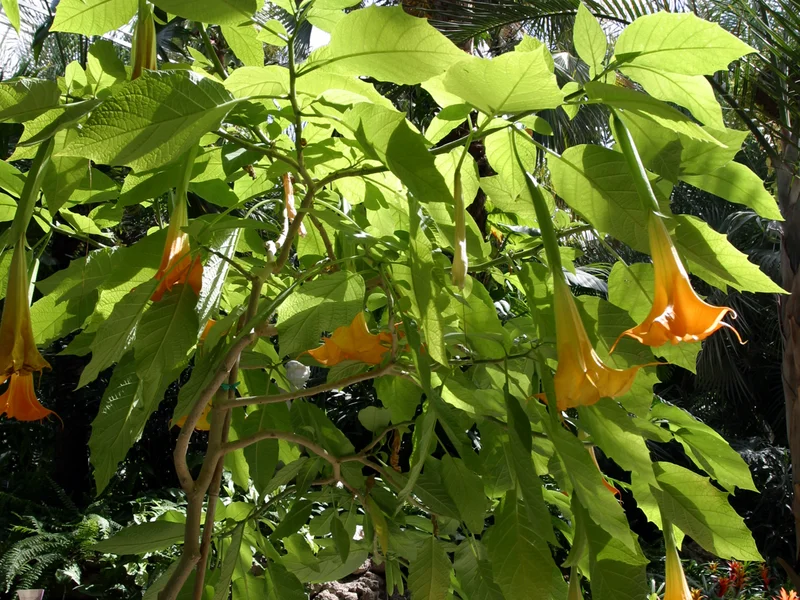 Brugmansia (Brugmansia) growing in a UK garden