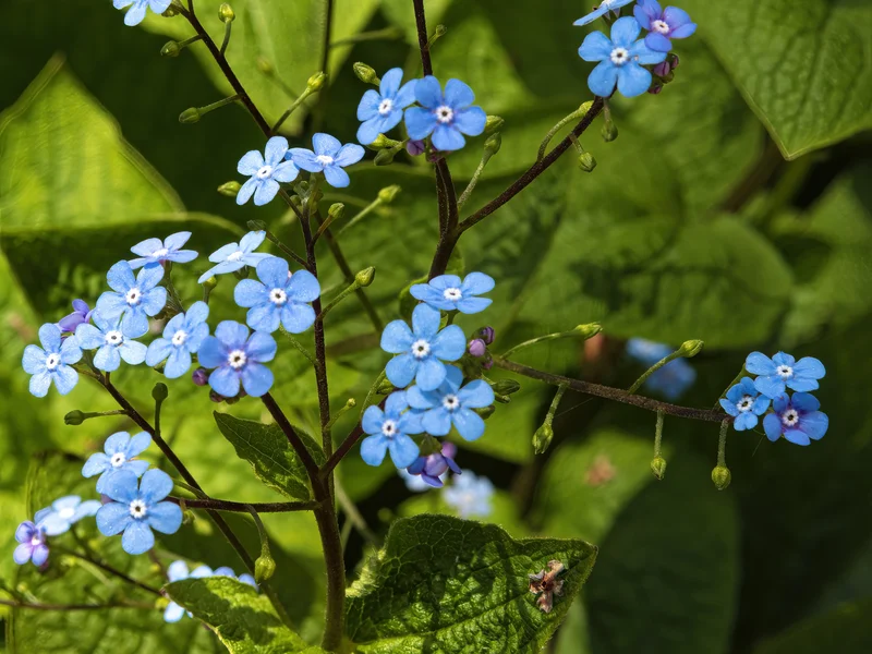 Siberian Bugloss (Brunnera macrophylla) growing in a UK garden