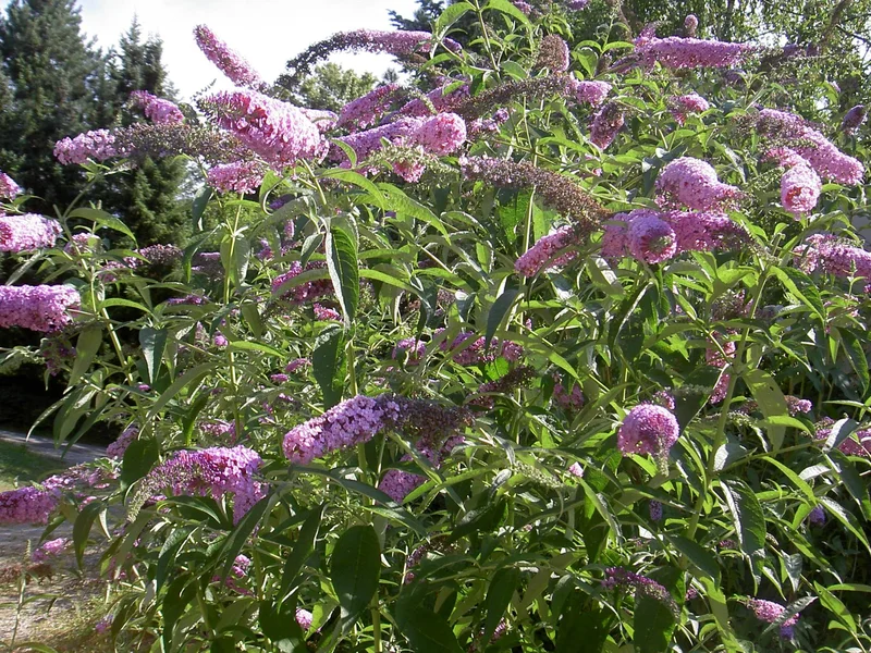 Buddleia (Buddleja davidii) growing in a UK garden