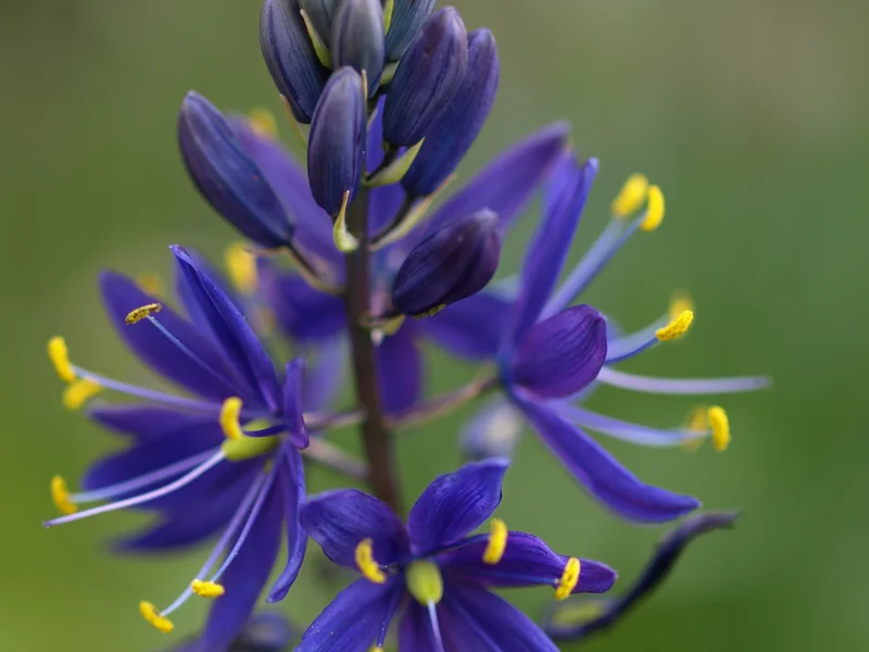 Camassia growing in a UK garden