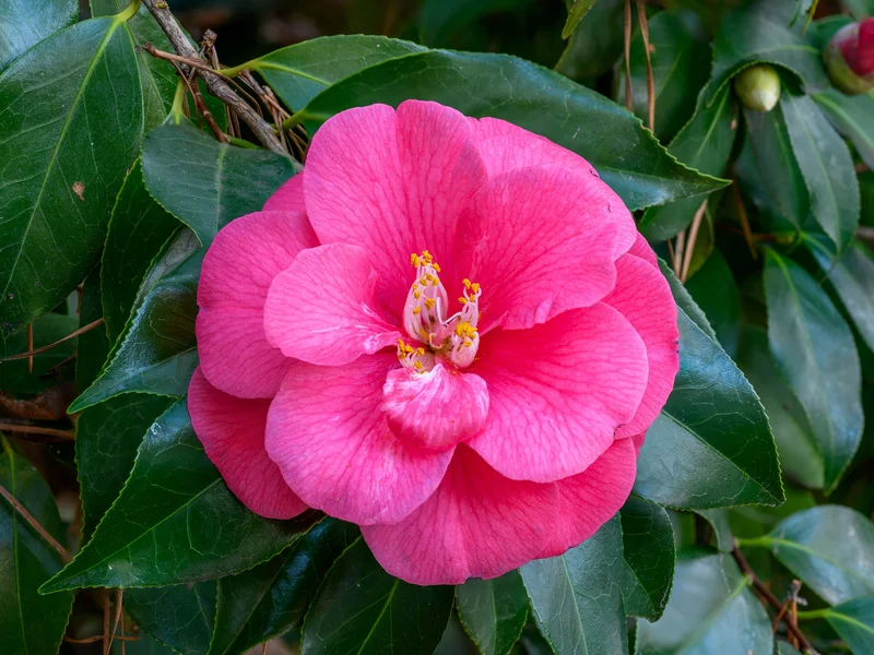 Camellia (Camellia japonica) growing in a UK garden