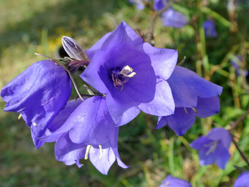Bellflower (Campanula) growing in a UK garden