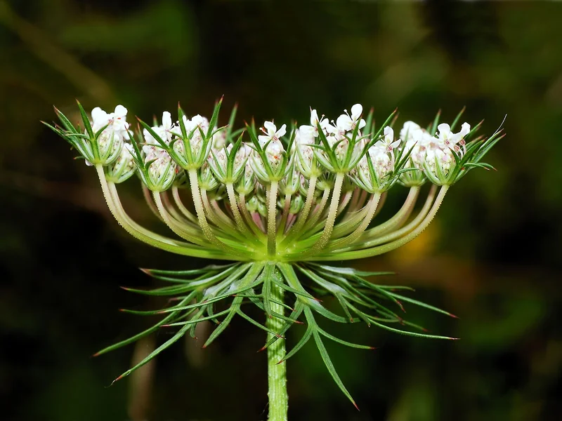 Carrot (Daucus carota) growing in a UK garden