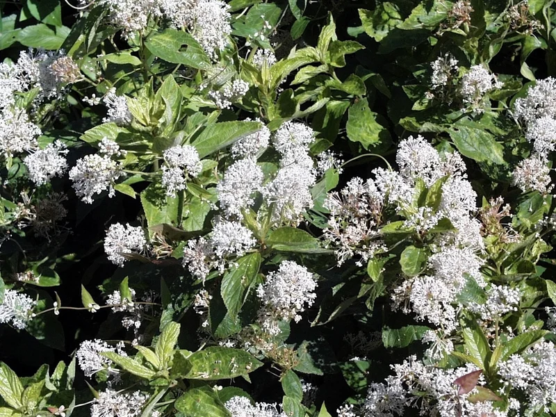 California Lilac (Ceanothus) growing in a UK garden