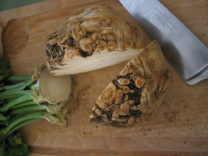 Celeriac (Apium graveolens rapaceum) growing in a UK garden