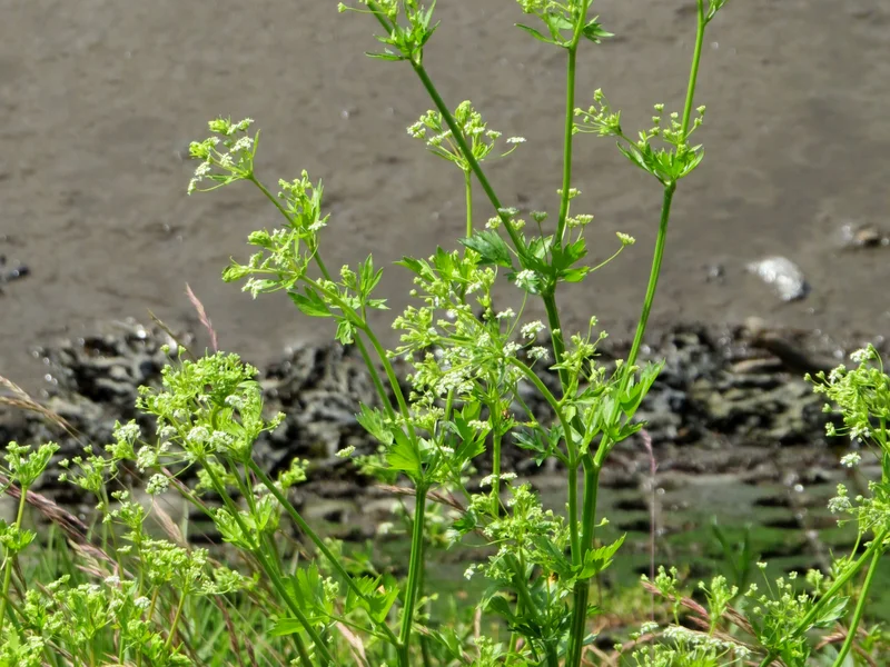 Celery (Apium graveolens) growing in a UK garden
