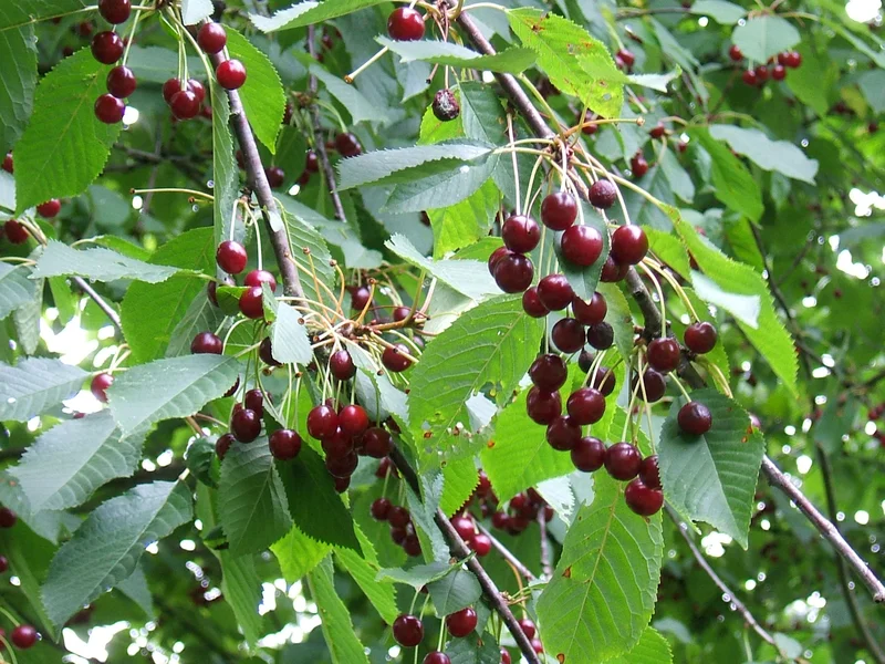 Cherry (Prunus avium) growing in a UK garden