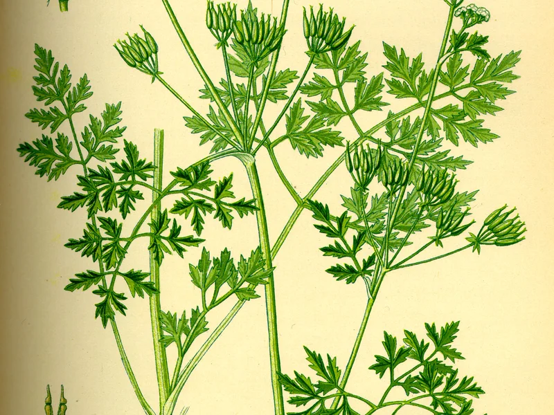 Chervil growing in a UK garden