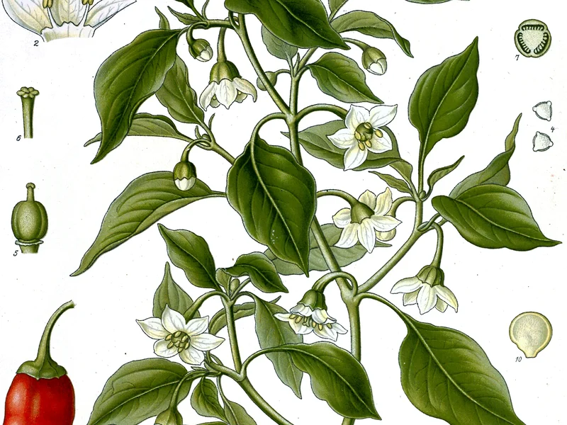 Chilli (Capsicum annuum) growing in a UK garden