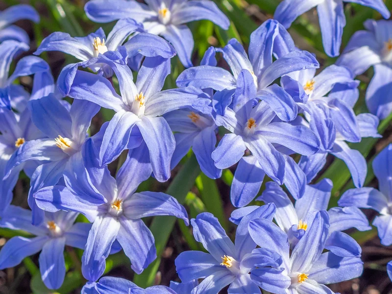 Glory of the Snow (Chionodoxa luciliae) growing in a UK garden