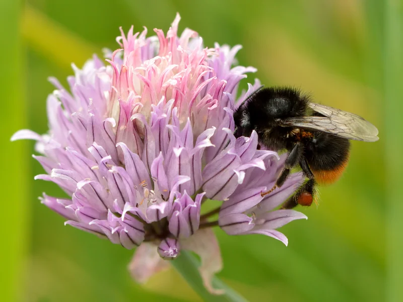 Chives (Allium schoenoprasum) growing in a UK garden