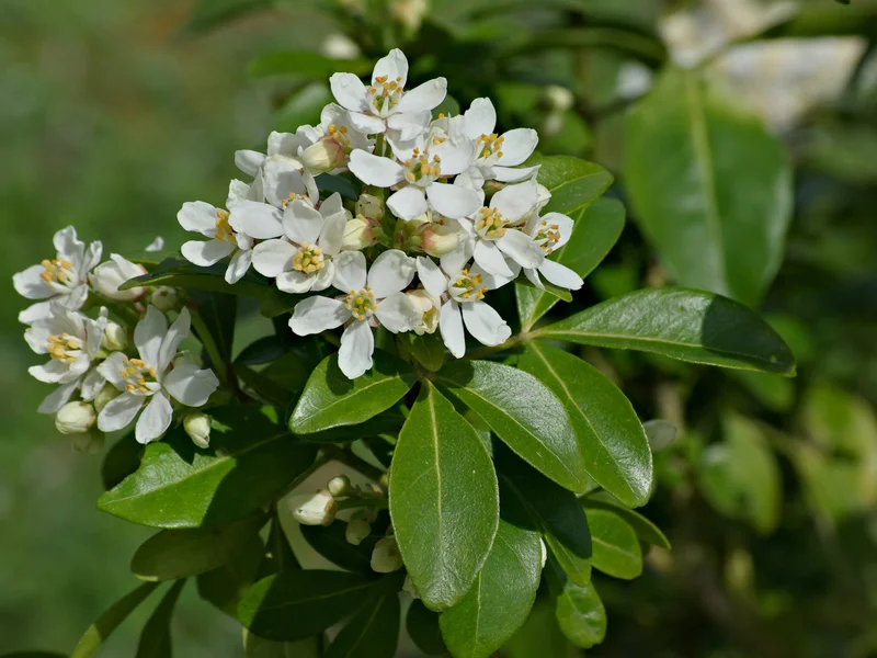 Mexican Orange Blossom (Choisya ternata) growing in a UK garden