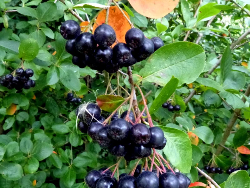 Chokeberry (Aronia melanocarpa) growing in a UK garden