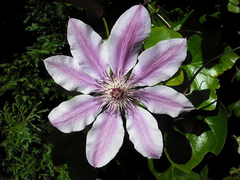 Clematis (Clematis) growing in a UK garden