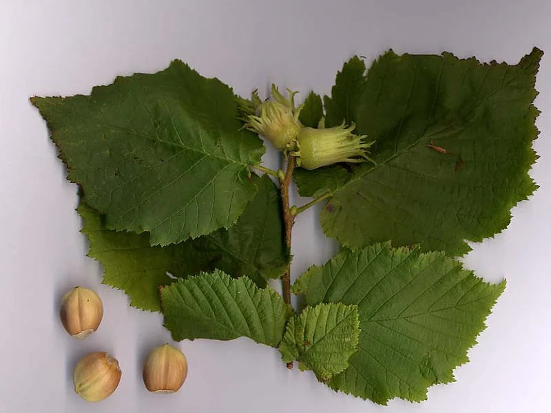 Cobnut / Hazelnut (Corylus avellana) growing in a UK garden