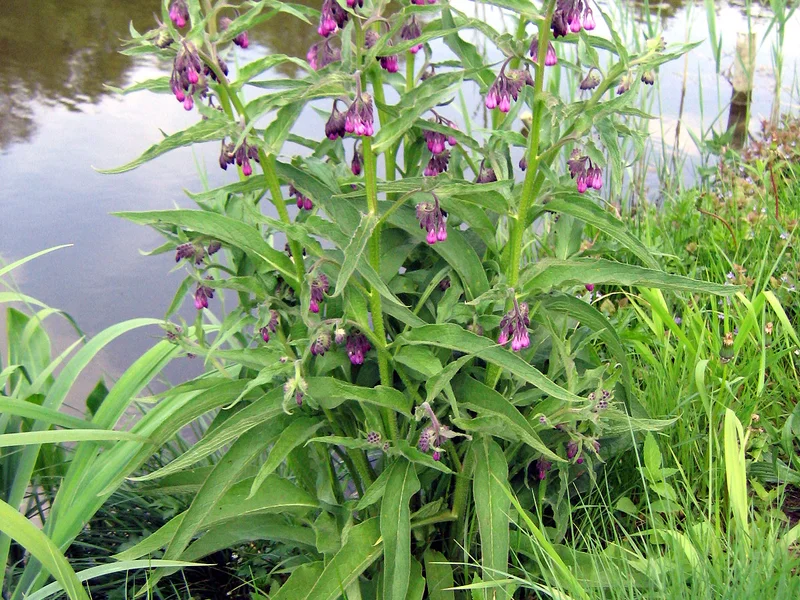 Comfrey (Symphytum officinale) growing in a UK garden