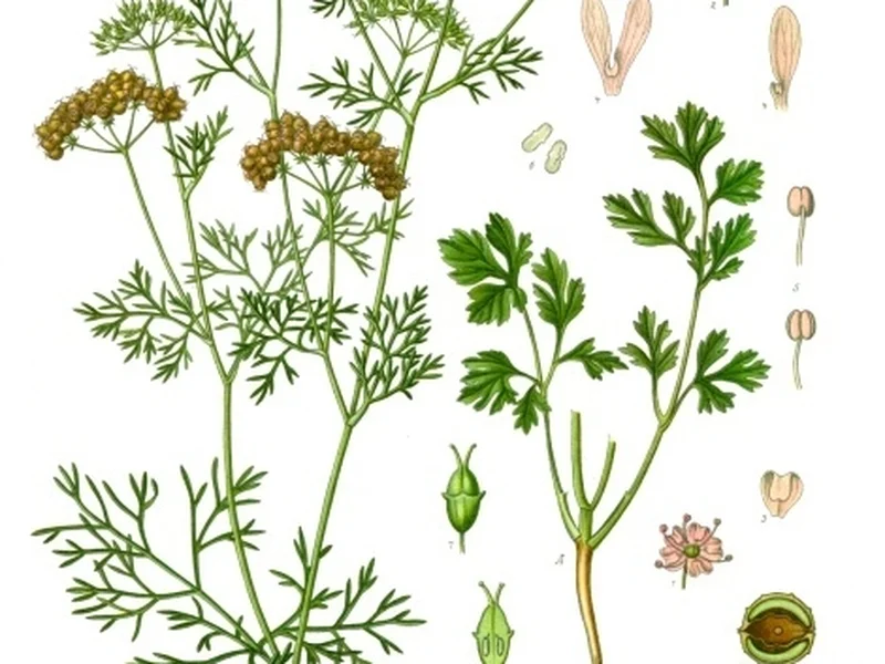 Coriander (Coriandrum sativum) growing in a UK garden