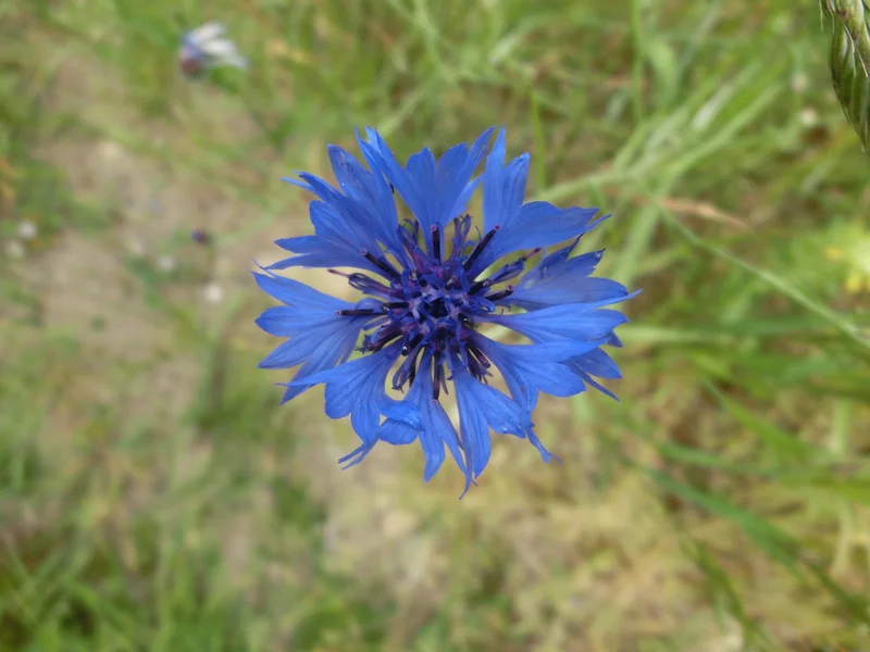 Cornflower (Centaurea cyanus) growing in a UK garden