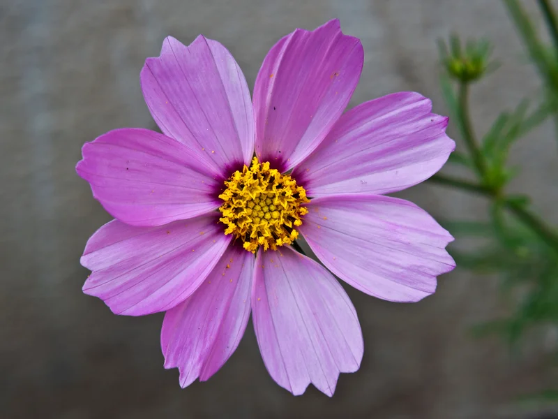 Cosmos (Cosmos bipinnatus) growing in a UK garden