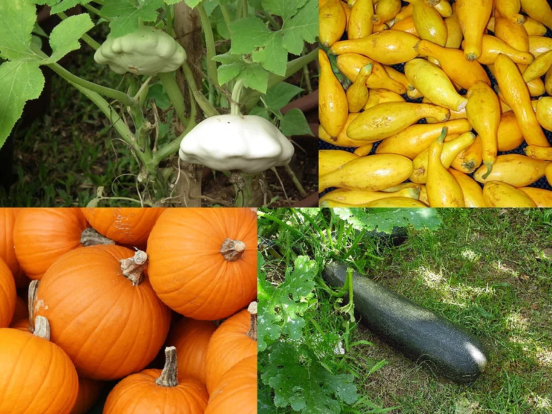 Courgette (Cucurbita pepo) growing in a UK garden